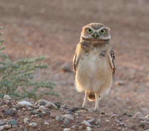 EMCC-created habitats for resident burrowing owls are part of Walk 'N Talk Tour