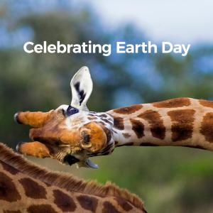 Image of giraffe bending over with words that reads Celebrating Earth Day