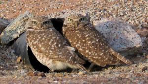 Two burrowing owls get ready to welcome their new family